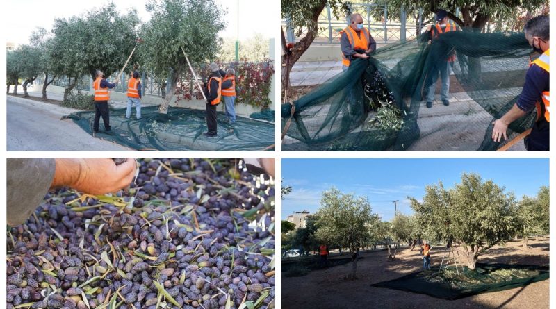 Χωρίς εθελοντές και μαθητές, λόγω κορωνοϊού, φέτος το λιομάζωμα στη Γλυφάδα