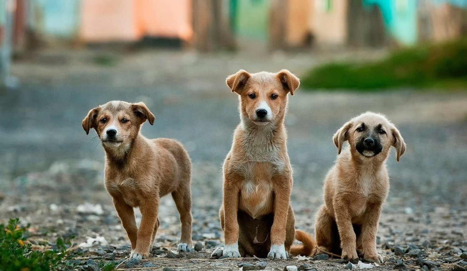 Νέα Σμύρνη: Τρία περιστατικά επιθετικότητας από τα σκυλιά της πλατείας