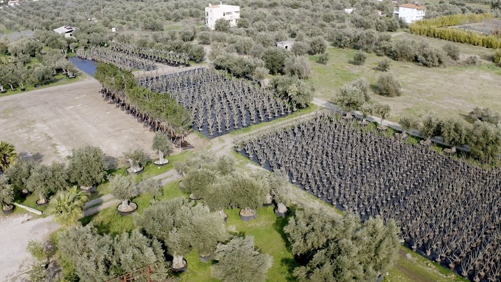 Γιγάντια επιχείρηση μεταφύτευσης 3.000 δέντρων στο Ελληνικό από την LAMDA Development