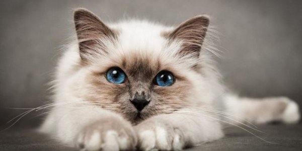 Έκθεση γάτας στη Βούλα –  Ποιες γάτες έχουν δικαίωμα συμμετοχής;